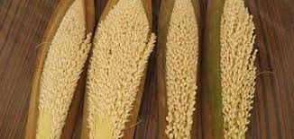 طلع النخيل 50غ